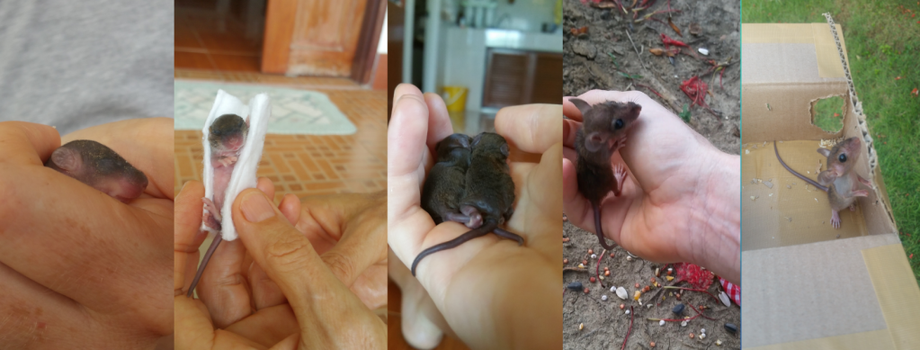 How to Save Wild Baby Rats: A Practical&nbsp;Guide